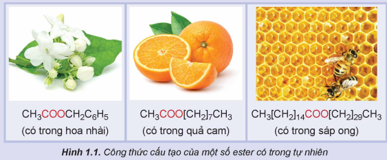 Giải SGK Hóa 12 Bài 1 (Kết nối tri thức): Ester – Lipid