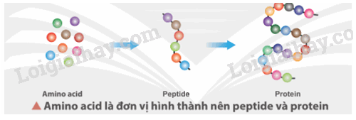 Giải SGK Hóa 12 Bài 7 (Chân trời sáng tạo): Amino acid và peptide