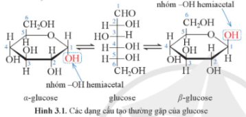 Giới thiệu về carbohydrate – Trang Học trực tuyến 12