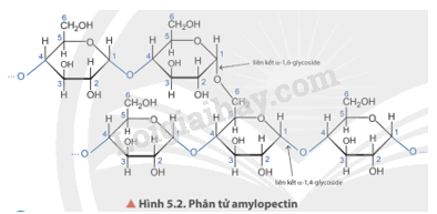 Tinh bột và cellulose – Trang Học trực tuyến 12